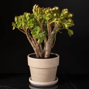 Jade Tree Medium