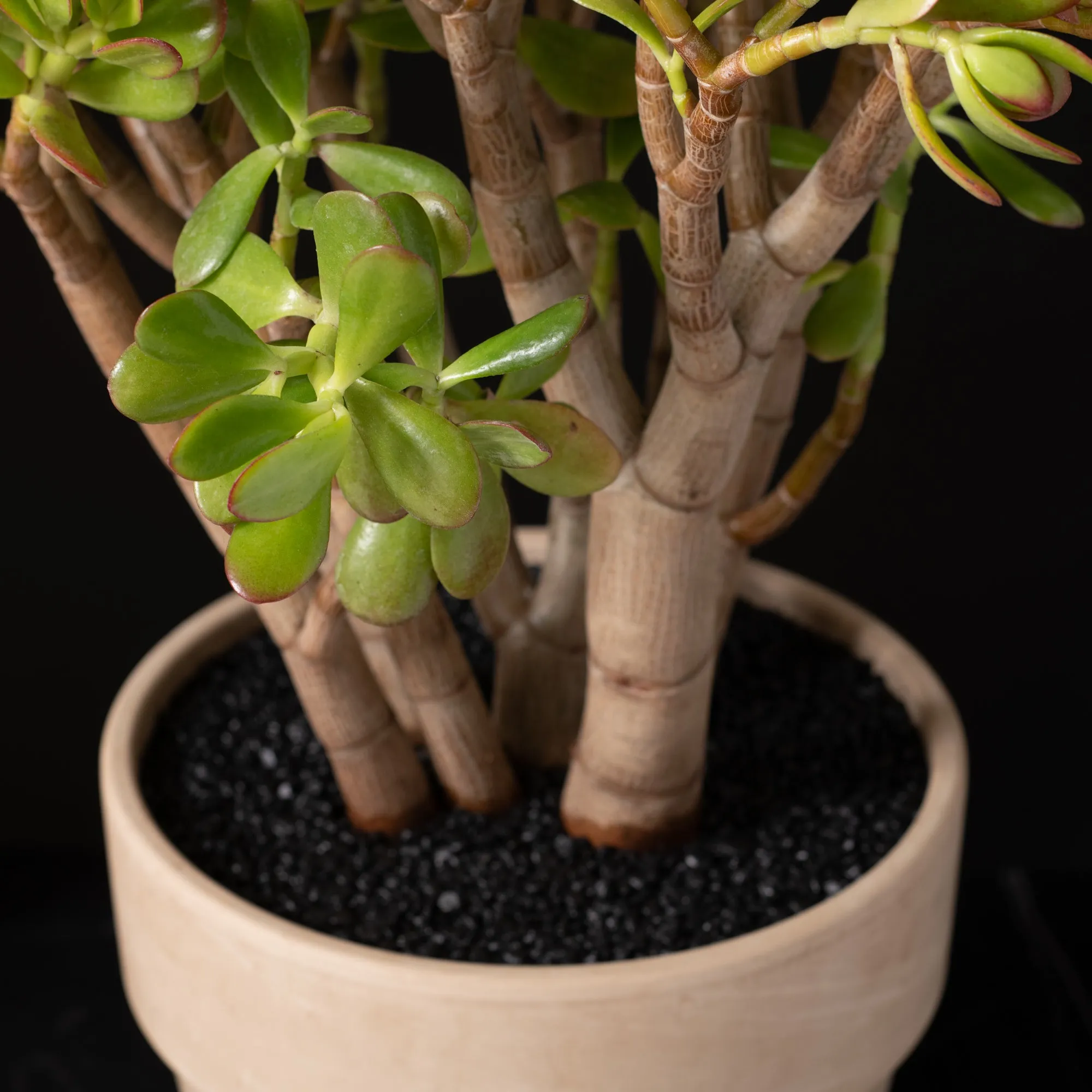 Jade Tree Medium